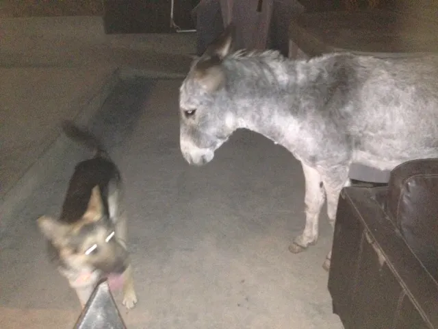A grey donkey and a German Shepherd puppy meeting inside a barn
