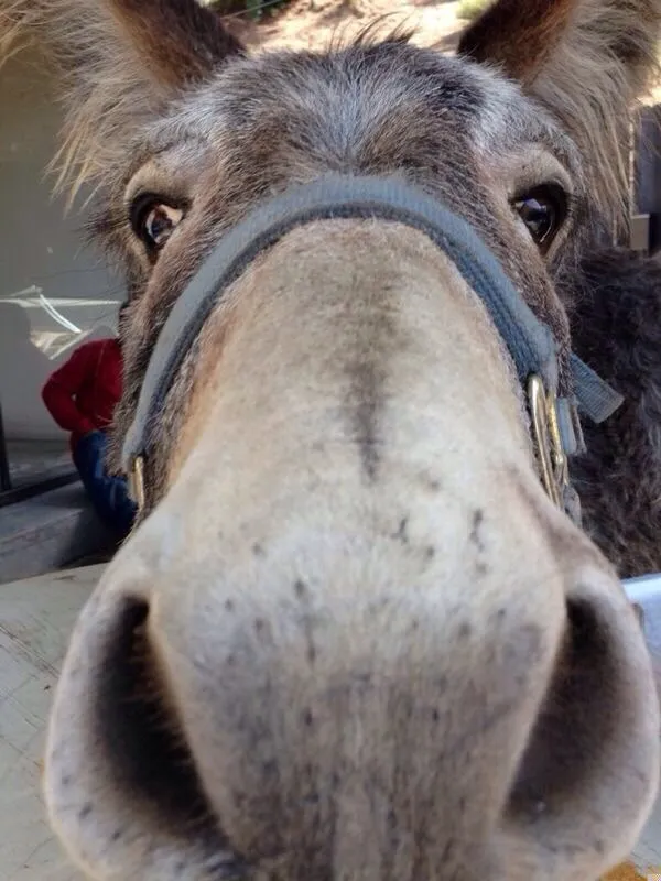 A grey donkey pressing its nose right up against the camera
