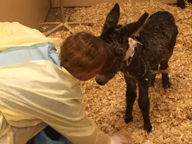 A person kneeling in the stall, caring for baby Myka