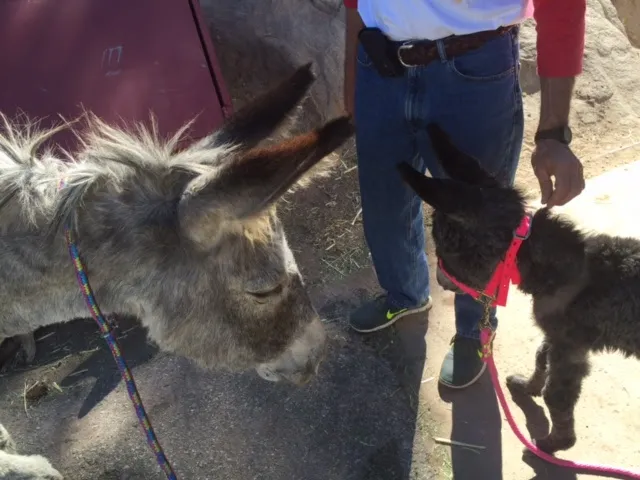 A dark foal on a pink lead beside an older grey donkey and a person in jeans