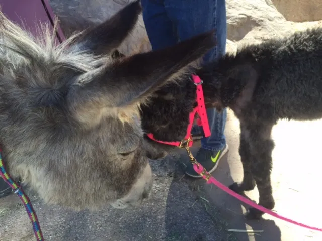 A young dark foal on a pink lead standing nose to nose with an older grey donkey