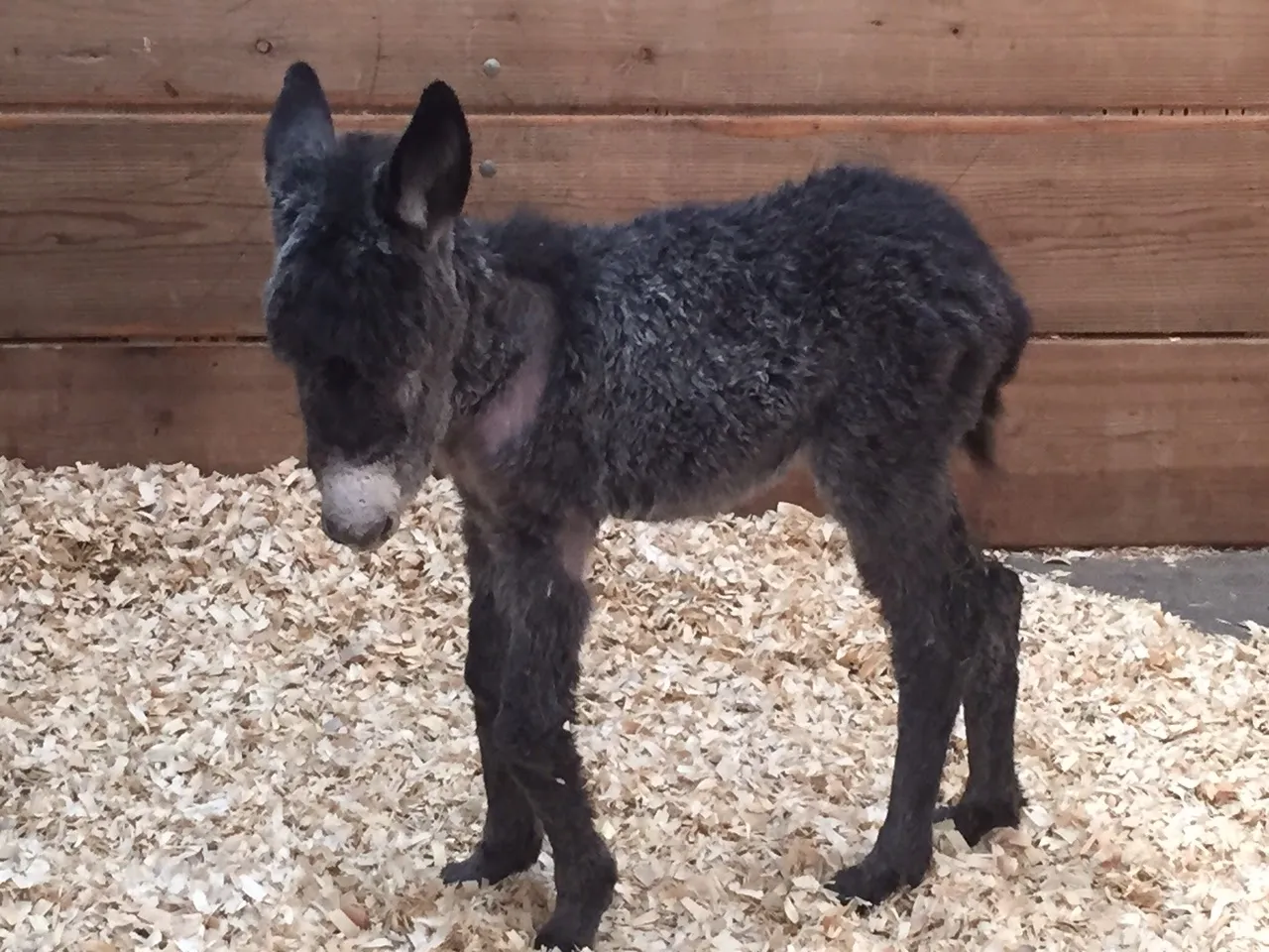 Baby Myka standing in her stall against a wooden wall
