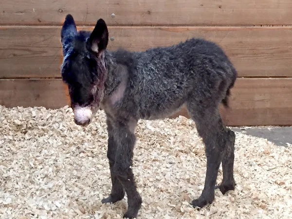 Baby Myka, a tiny dark grey foal, standing on wood shavings in her stall