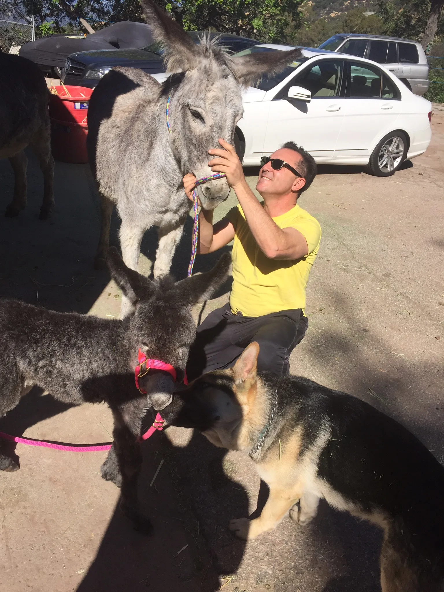 A man in a yellow shirt with a grey donkey, young Myka in a pink halter and a German Shepherd