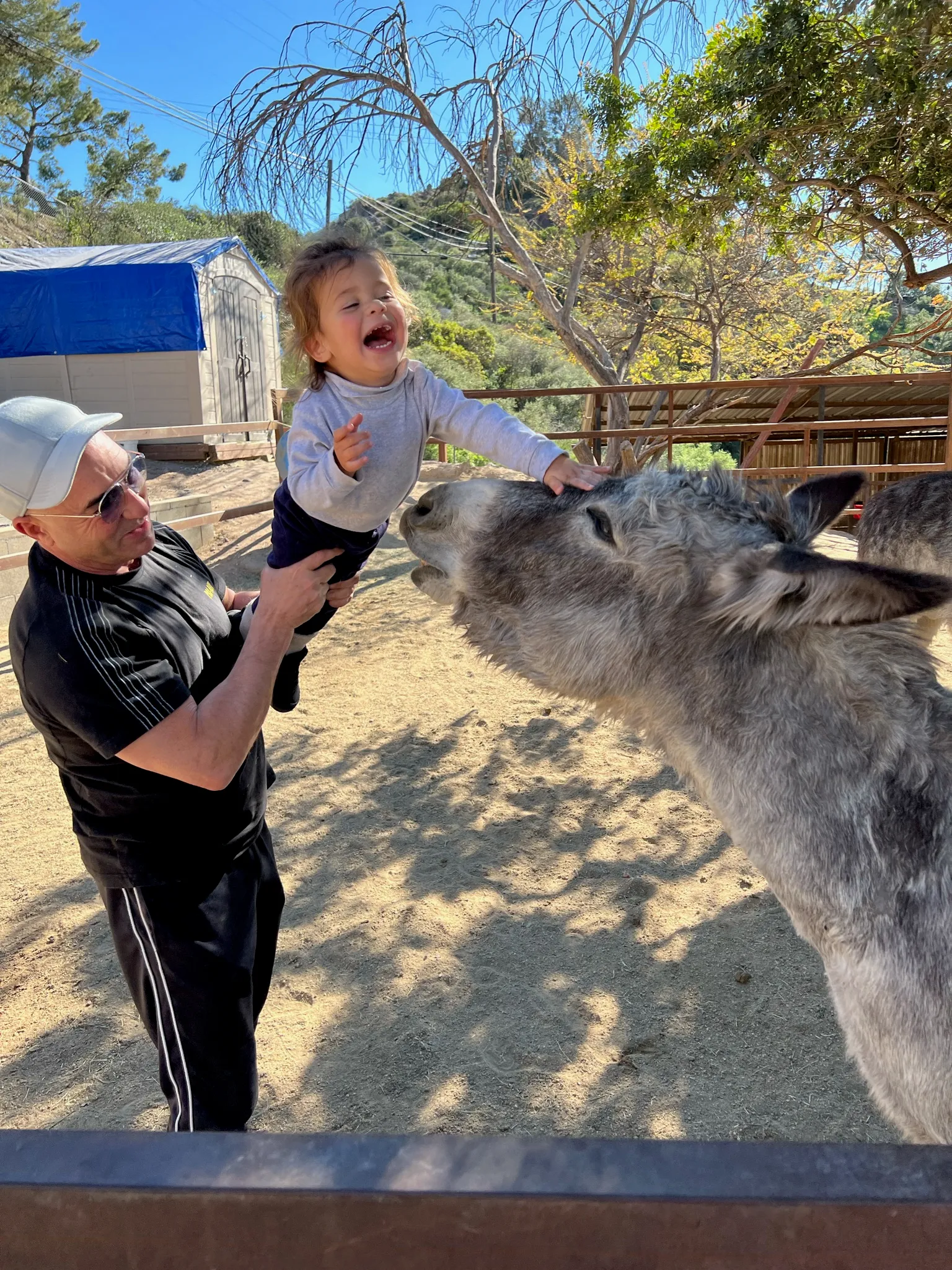 A man lifting a laughing toddler toward a grey donkey at the ranch fence