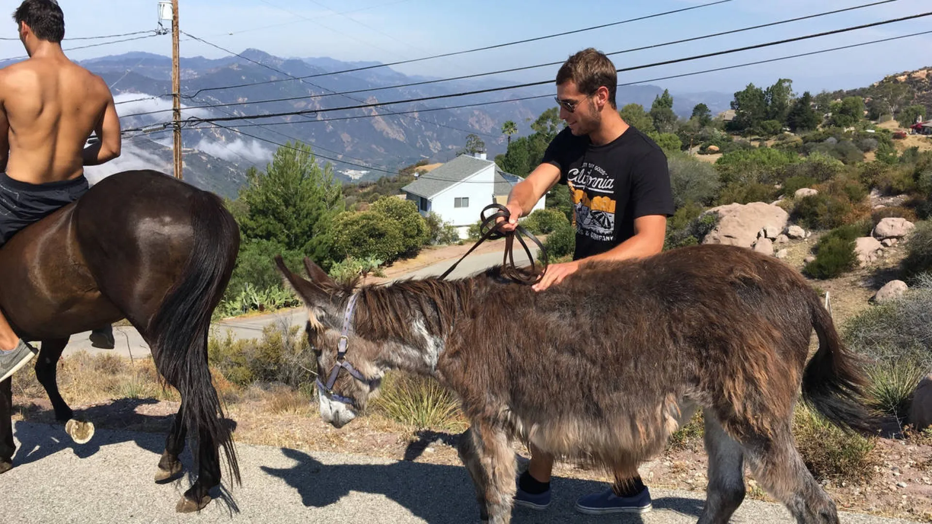 A donkey and a horse being groomed by two men on a ranch road high in the Malibu hills