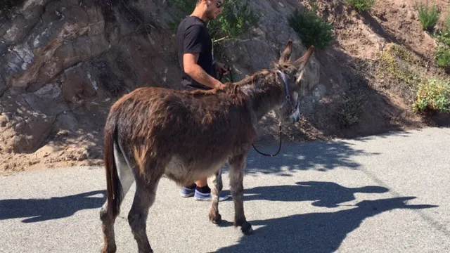 A brown donkey being led along a sunny ranch road below a rocky hillside