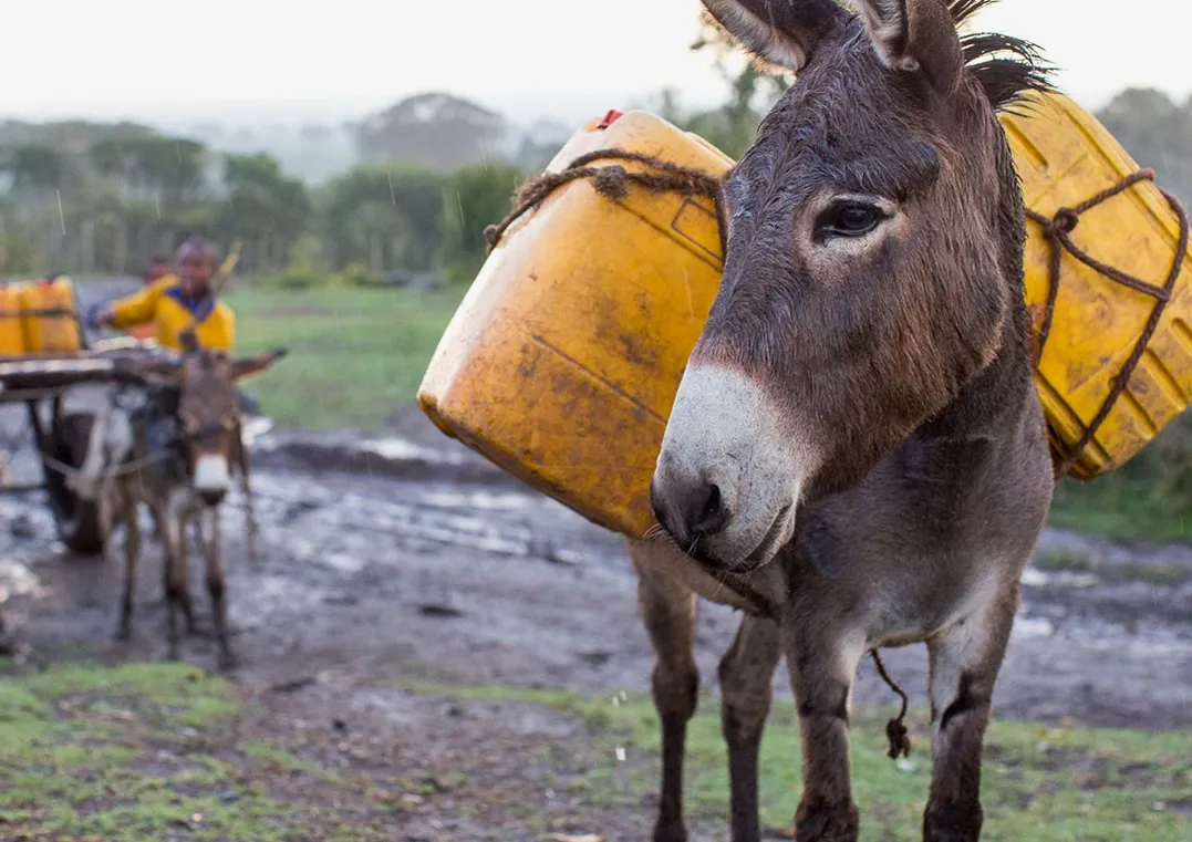 A working donkey standing in the rain carrying two large yellow water containers, with a second donkey and cart behind it