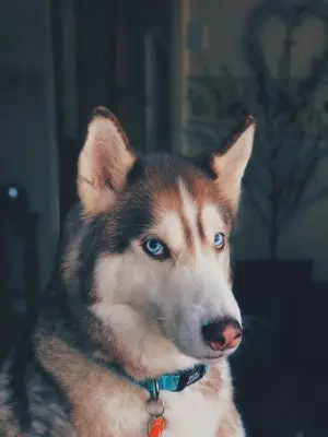 protect your dog