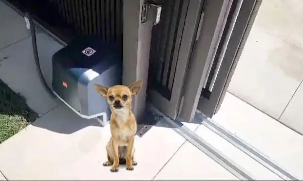 dog at gate