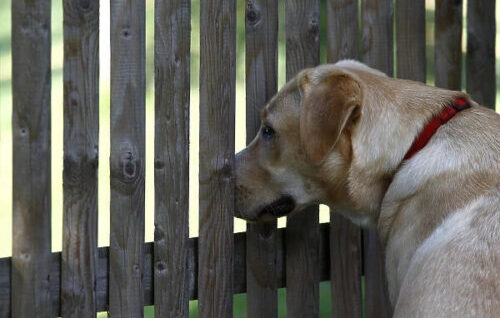 Dogs see through slatted fences.