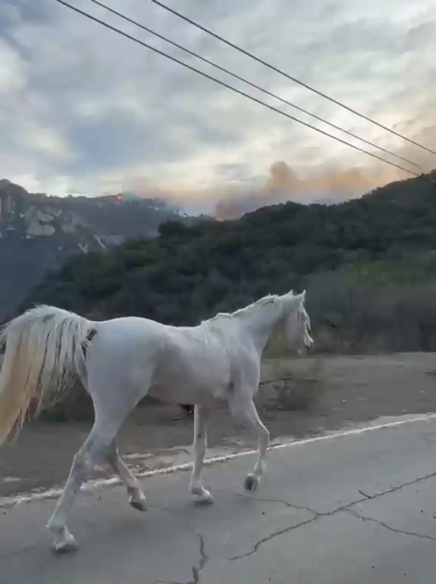 A runaway horse The Fires In California,The Fires In California